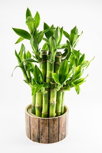 Isolated lucky bamboo plant